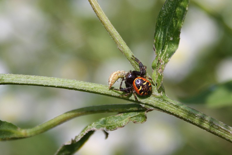 Synaema globosum